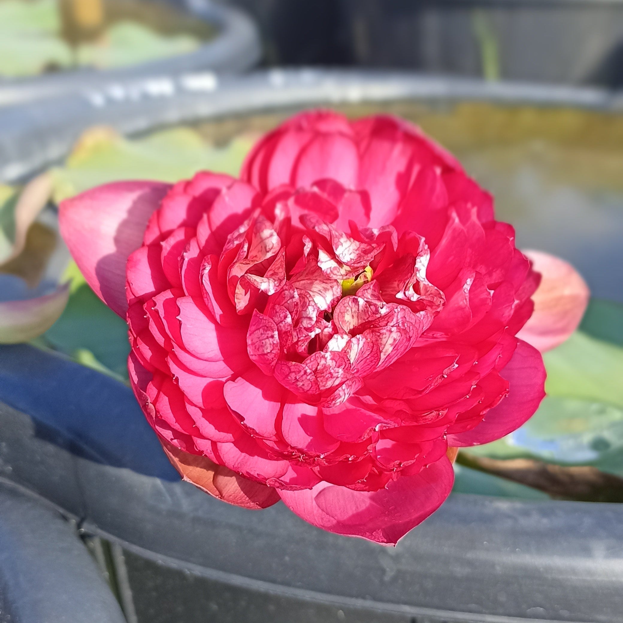Adhithi- Lotus